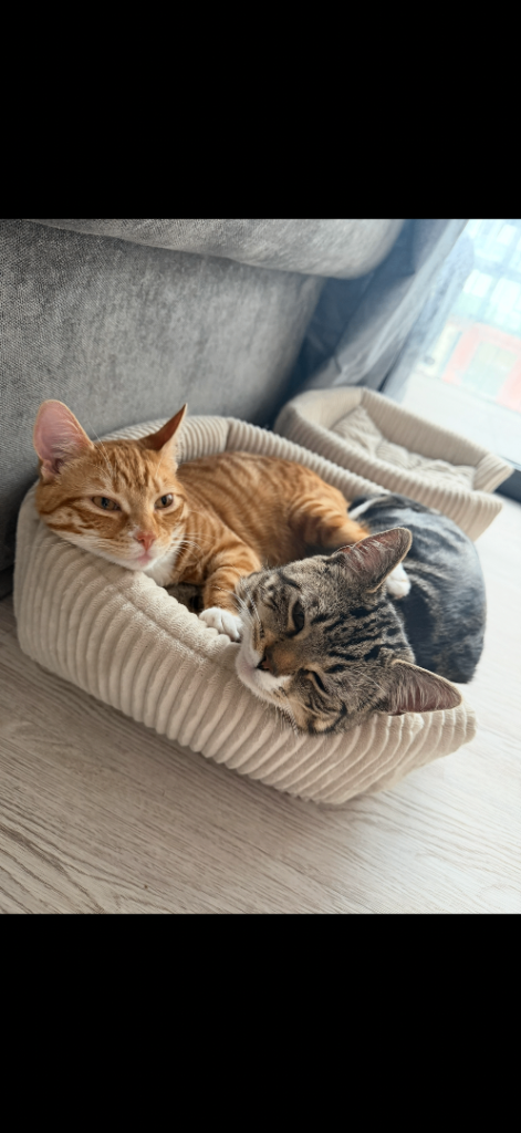 Indoor brothers need rehoming 