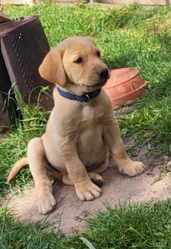 Fit and healthy golden retriever  puppies