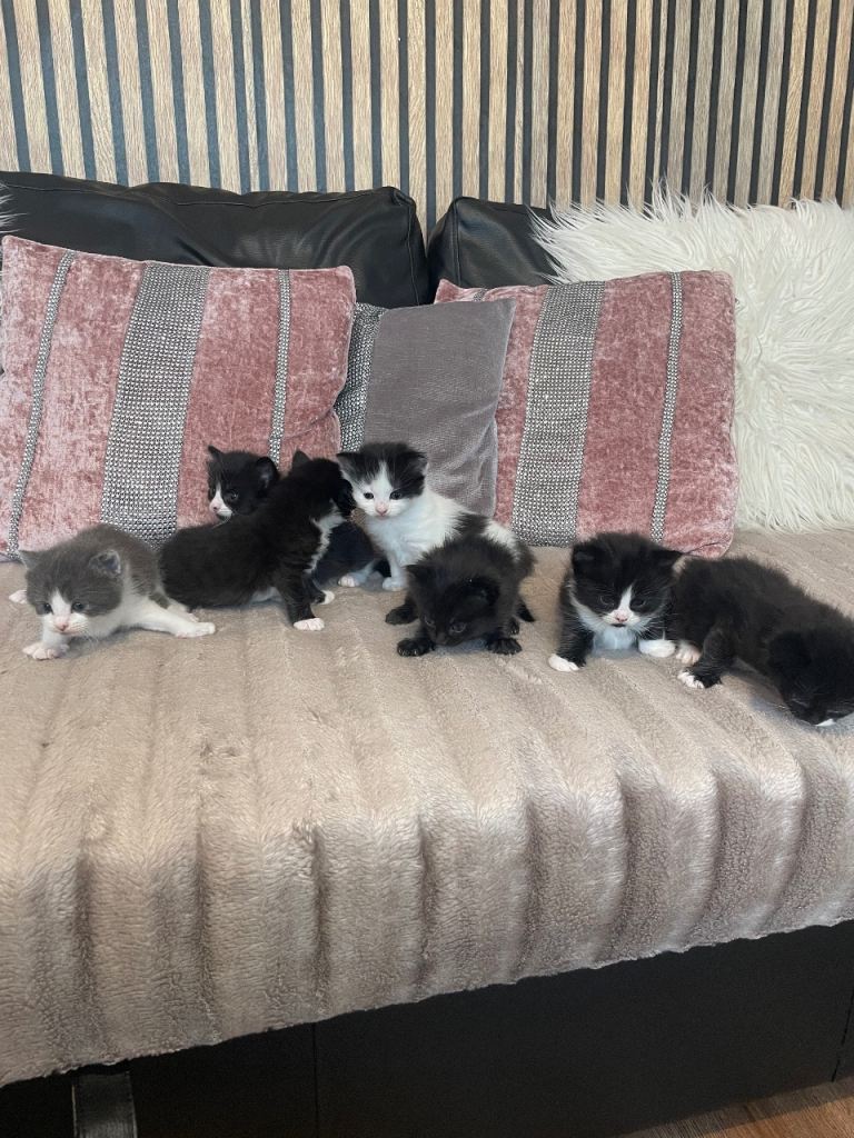 Seven beautiful cats