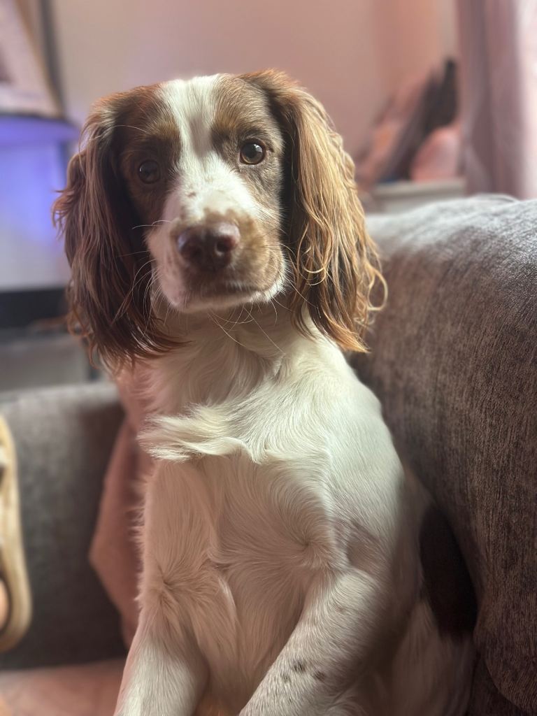 Teddy - 1 year old sprocker