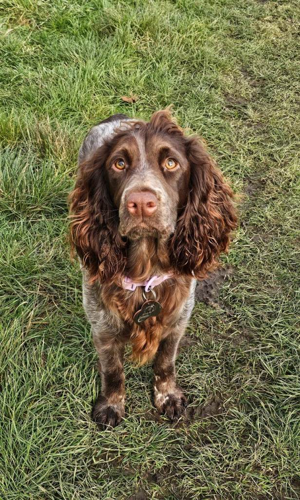 Cocker spaniel puppy 