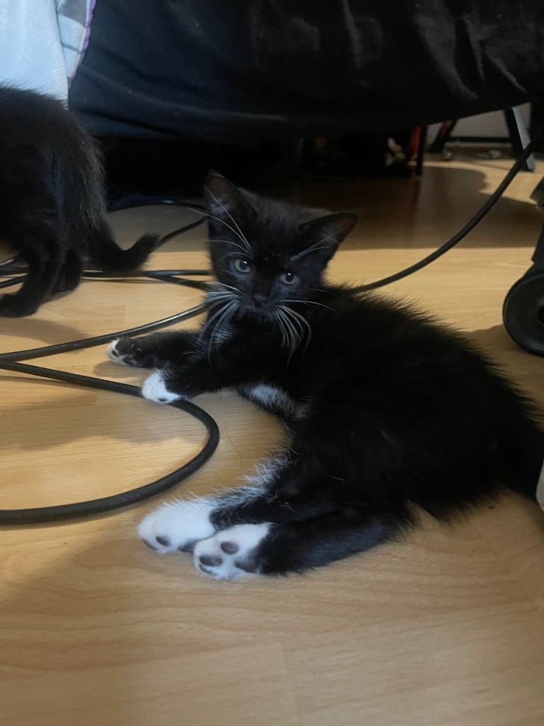 Female Black & White Kittens. 9 Weeks Old