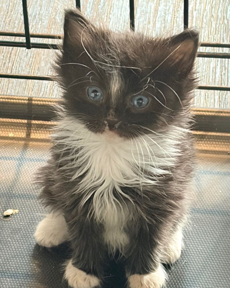 Male bengal cross kittens 