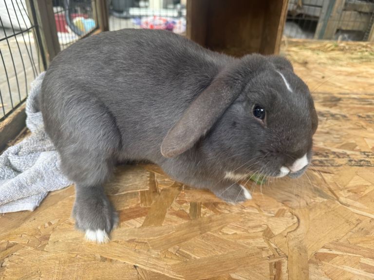 Rabbit - 6 month old for sale