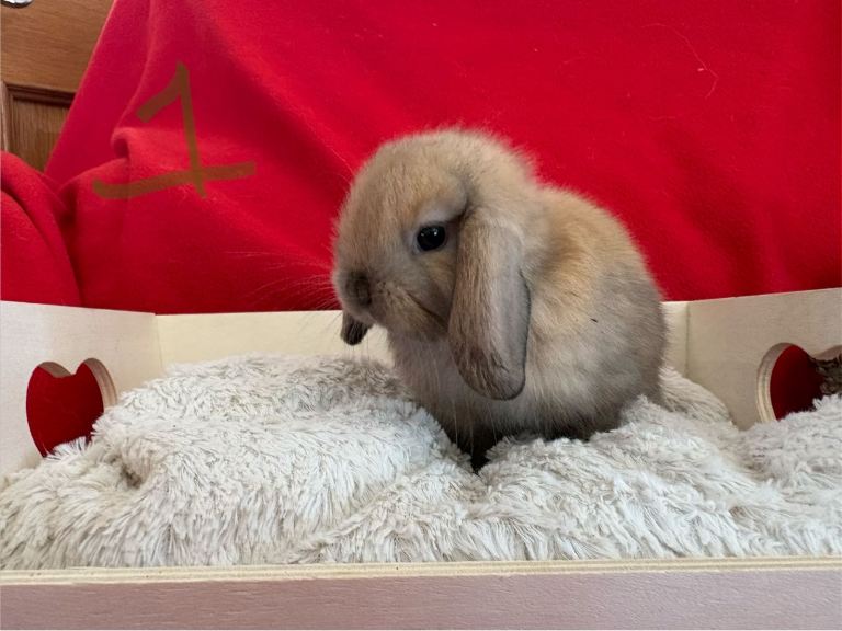 Gorgeous mini lops for sale 