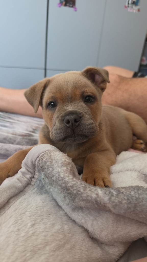 Bull Chow Puppy