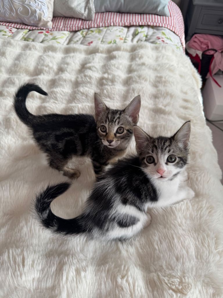 Wonderful tabby kittens for sale