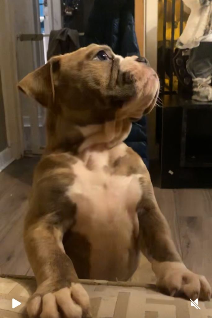 Olde English bulldogge (last girl)