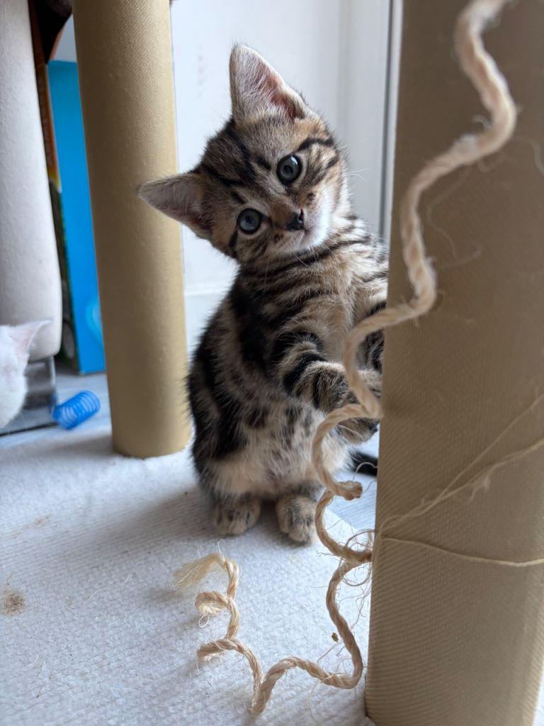 Last Bengal Cross Kitten – Beautiful Girl Ready Now 
