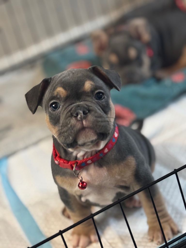 Frenchie x pocket bully 