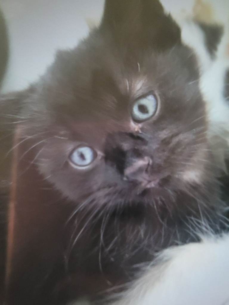 Kittens 