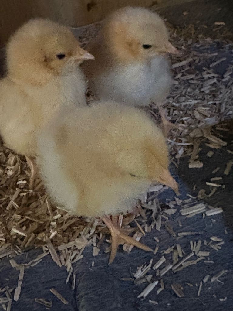 Day old buff orpington chicks healthy chicks 