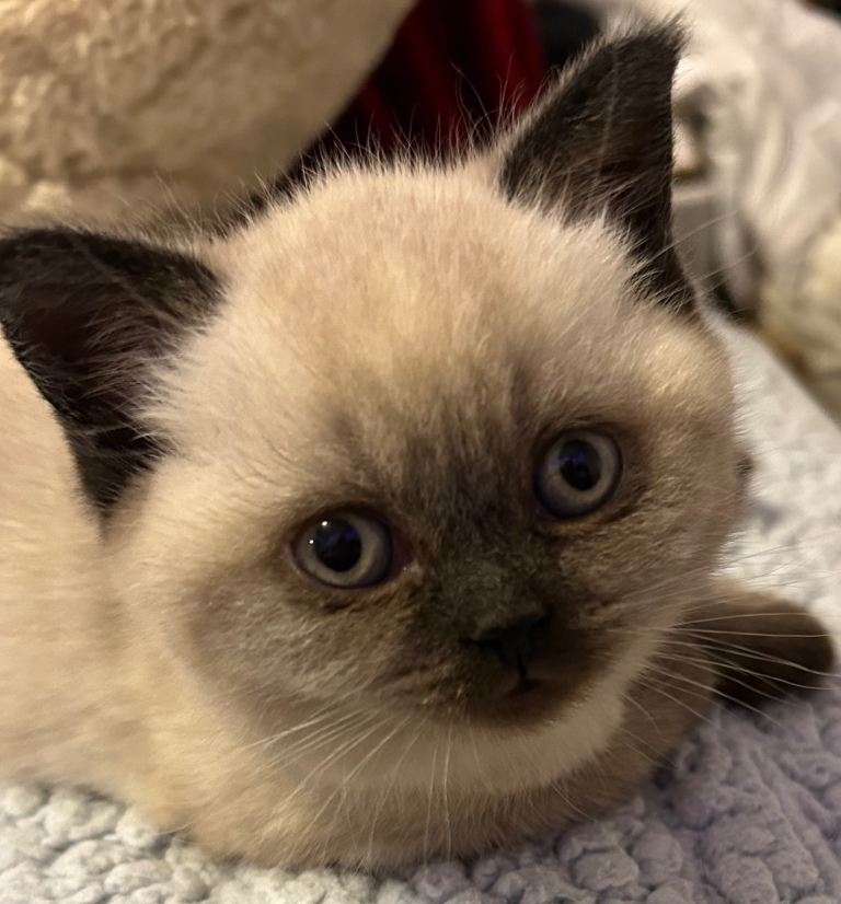 Stunning Blue Point BSH kitten for sale RESERVED
