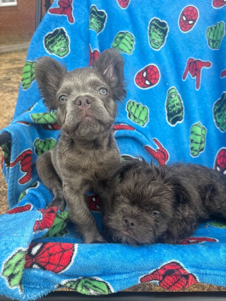 Fluffy Frenchies for Sale