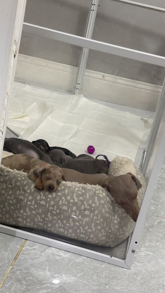 dachshunds (mini)