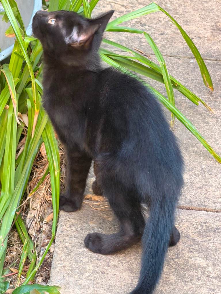 Two kittens domestic short-hair 