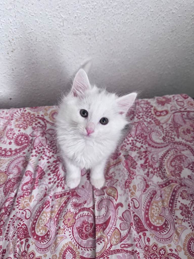 Female Siberian Kittens 