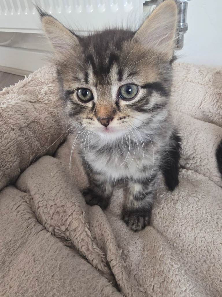 Kittens ready to go next week