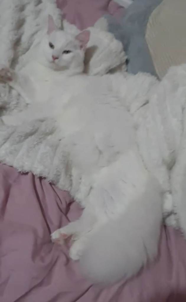 Cat for rehome