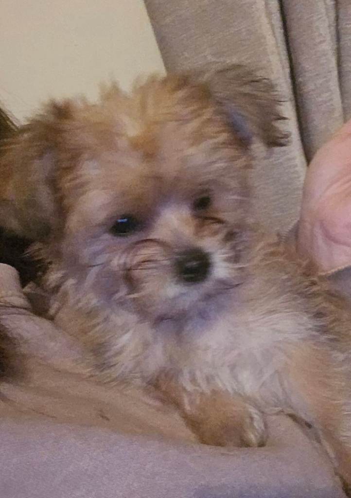 Yorkie Puppies 2 boys left