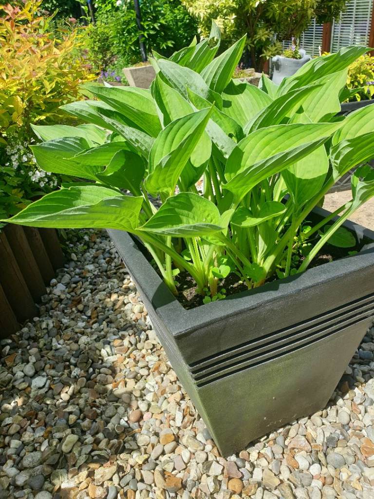 Hosta plant in square grey planter