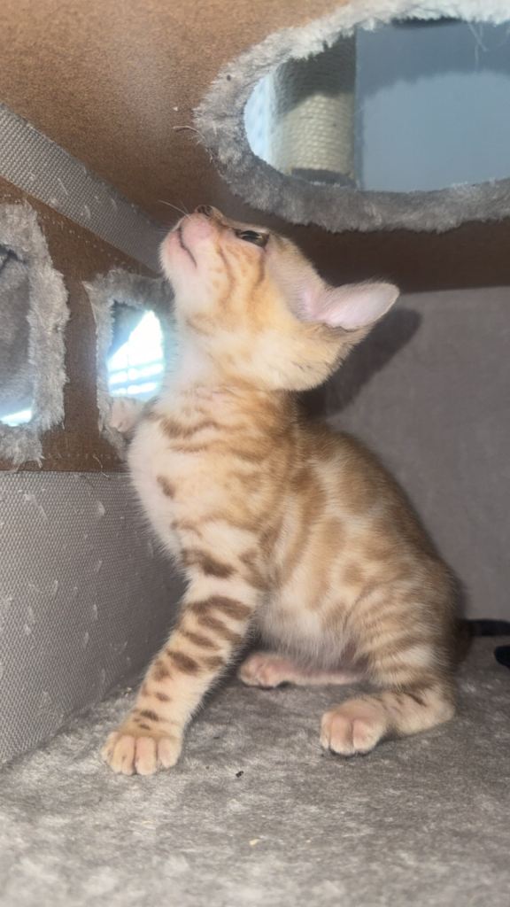Last pure Bengal male kitten 