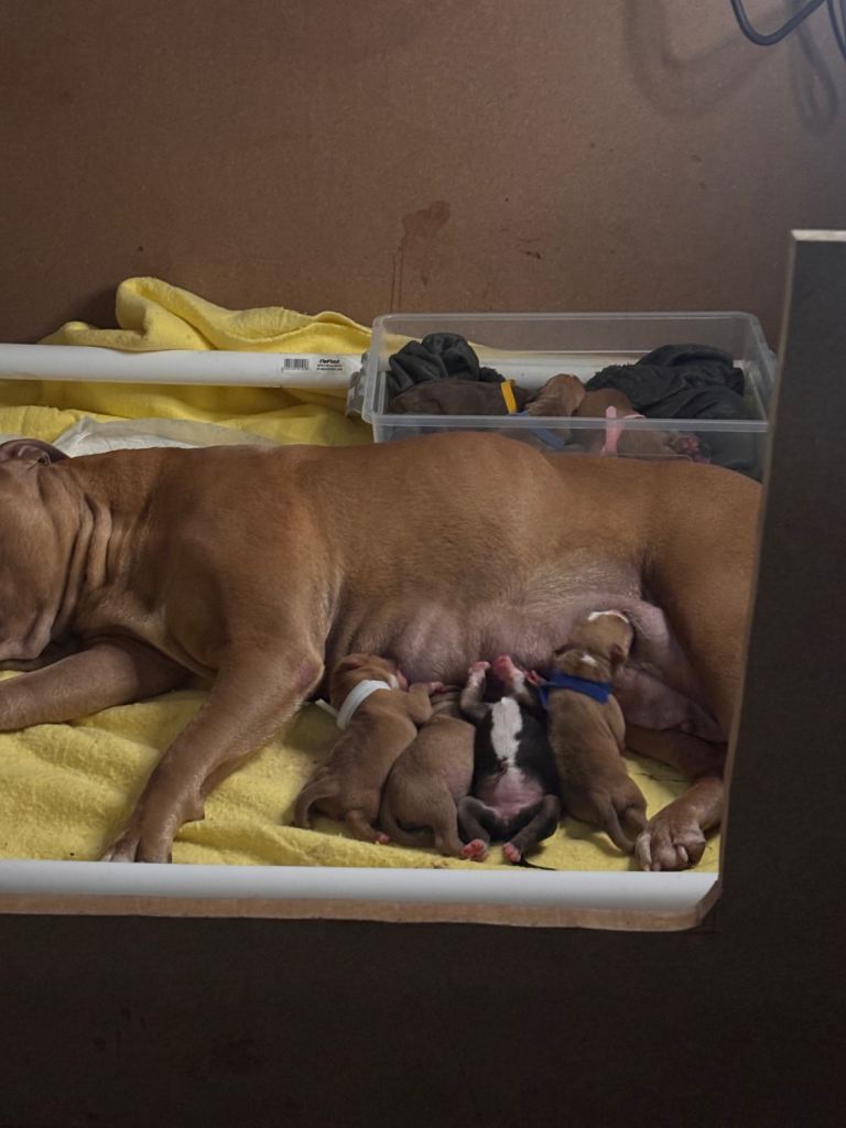 American bulldog staffie cross 