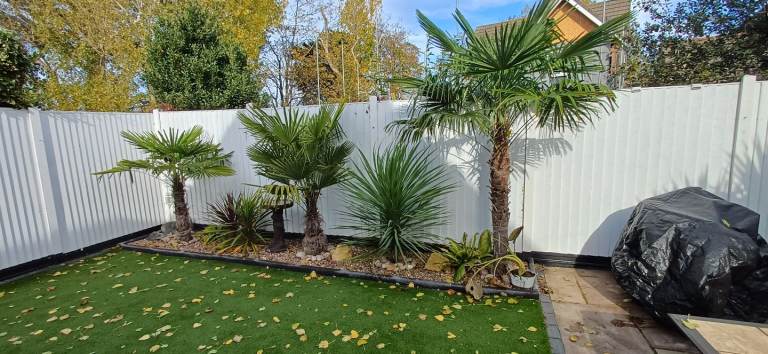 image for 6 Palm trees