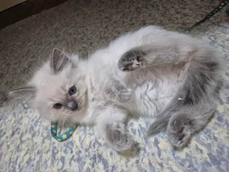 Pure ragdoll male kittens