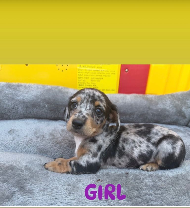 Miniature dachshund x Jack Russel puppies 