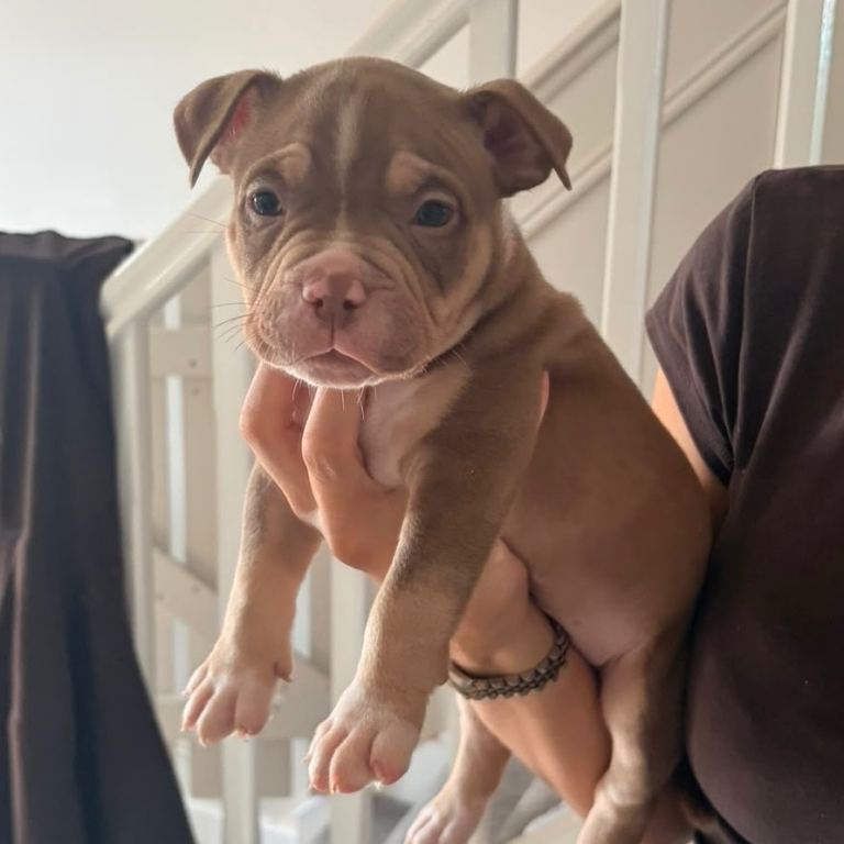 American Bully / Pocket Bully (ABKC Registered)