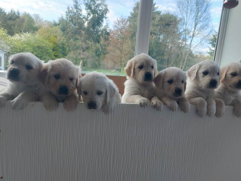 KC registered Golden Retriever puppies
