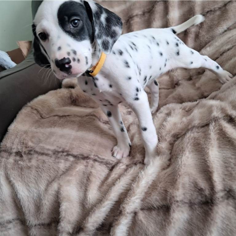 🖤🤍 Stunning Dalmatian Puppies – Raised with Love 🖤🤍