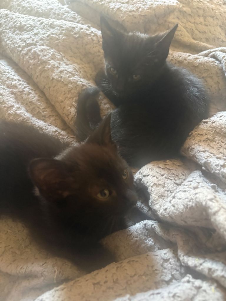 Black boy cats 