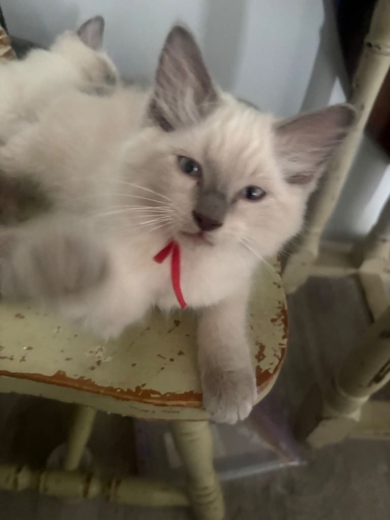 FULLY VACCINATED MALE PURE RAGDOLL READY 25th