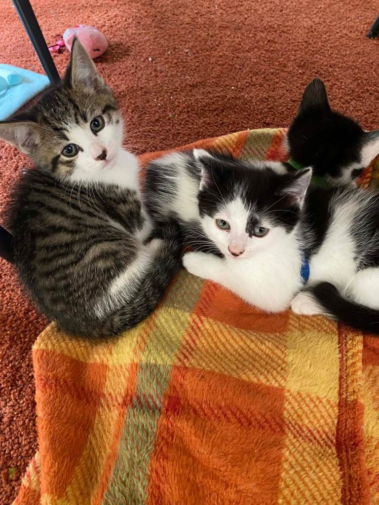 Lovely kittens for sale 