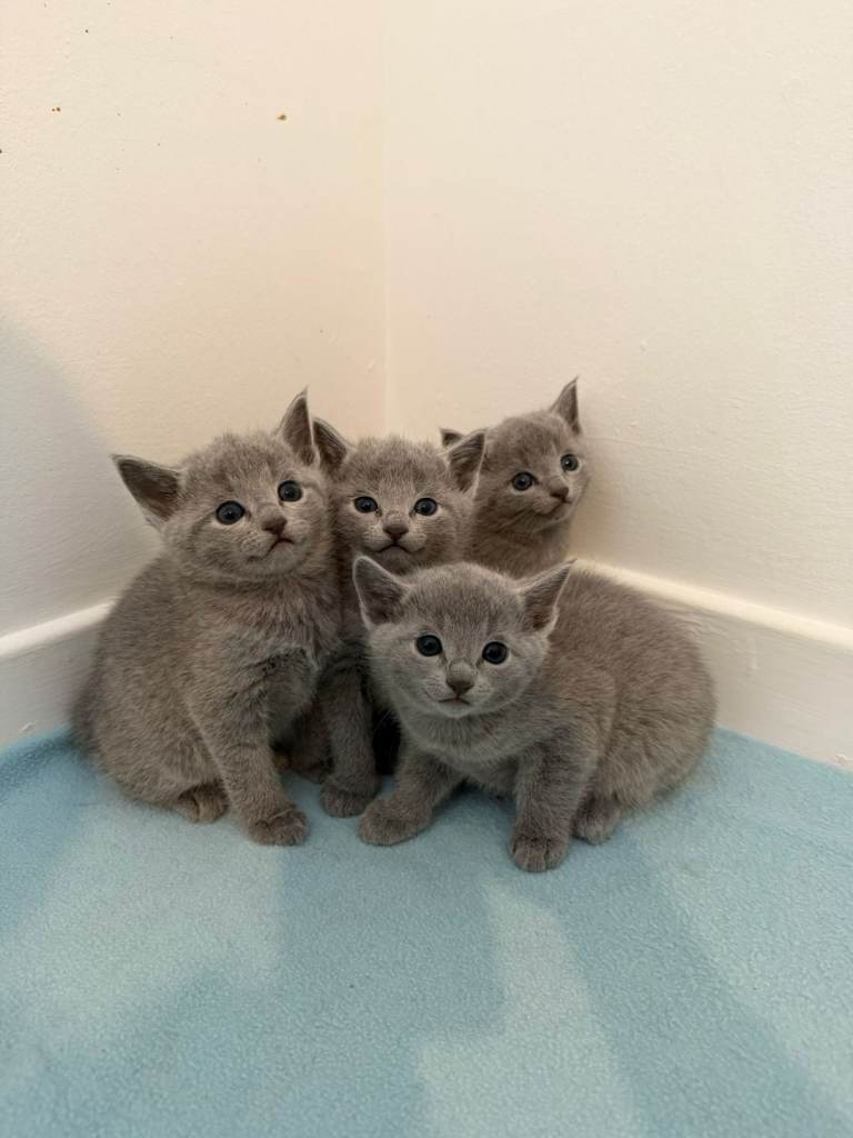 Gccf registered pure breed blue russian/ALL SOLD