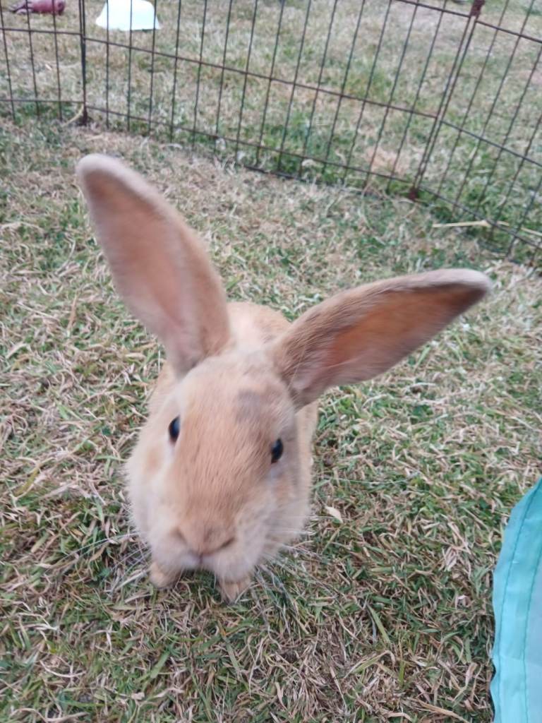 Mini lop cross babies 
