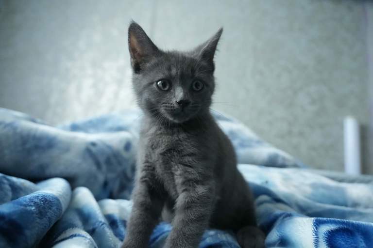 British shorthair