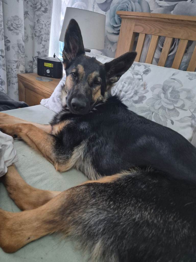 Looking for her forever home
