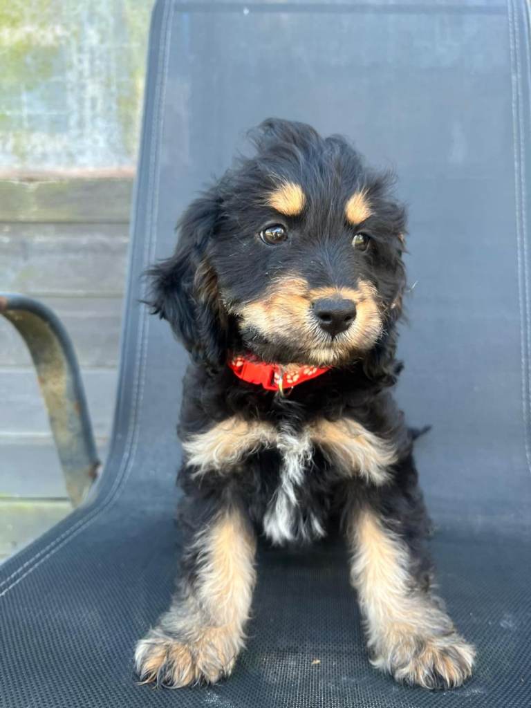 F1 cockapoo puppies