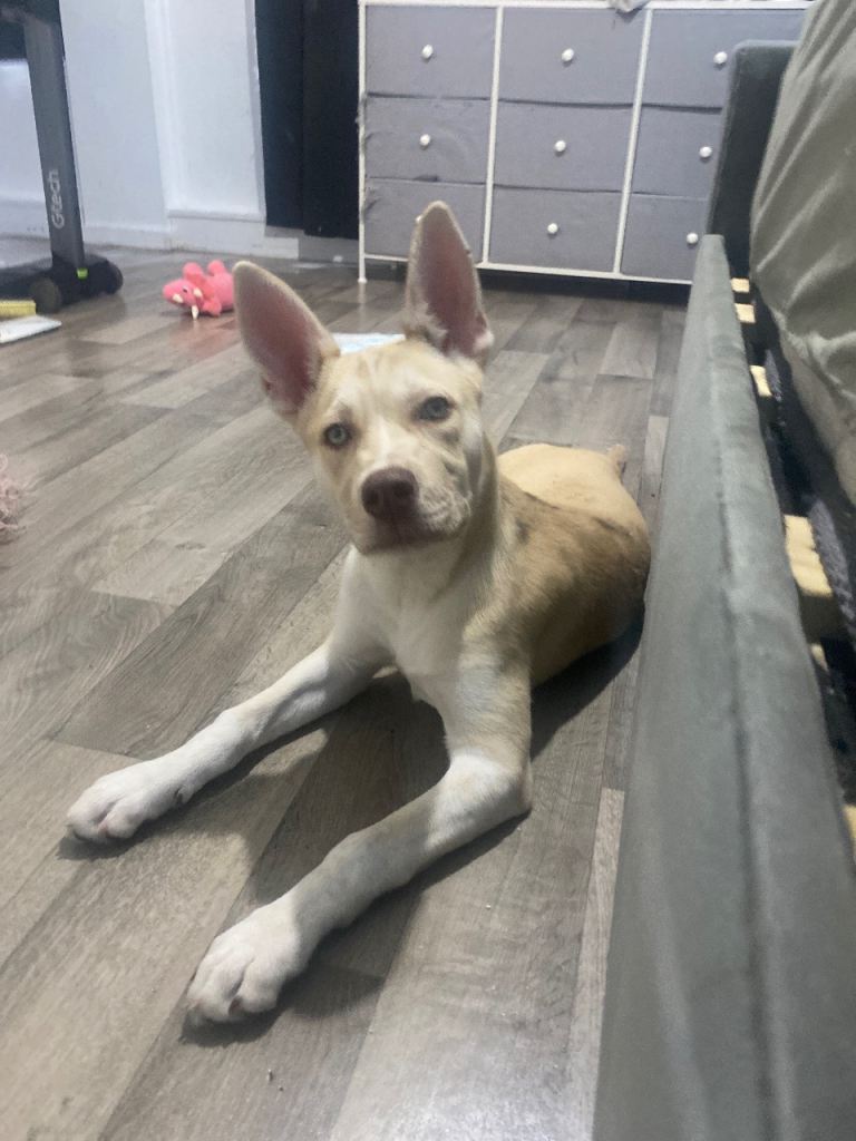 4 month old Baby skyy