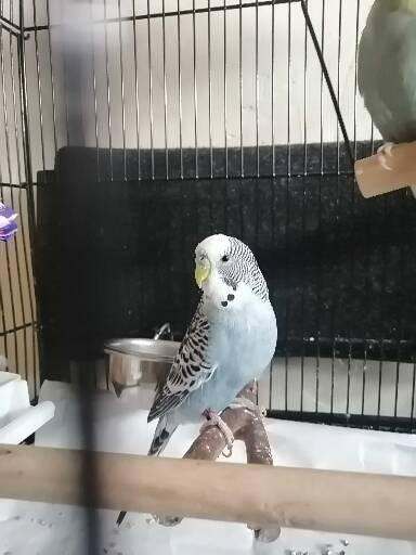 Green budgie and blue budgie