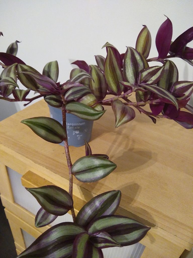 Tradescantia Zebrina Plant in Pot – Healthy, Vibrant Colours