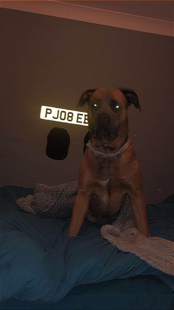 3 year old female canecorso cross boxer 