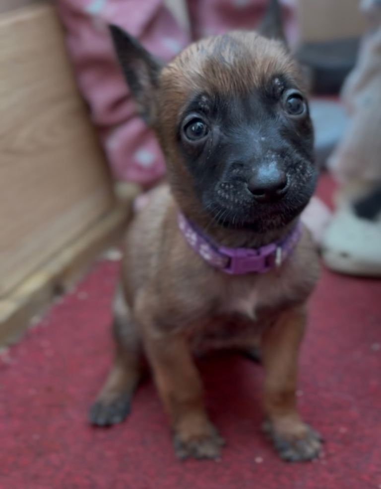 Dutch malinois puppies - 13/12/2025 ready 