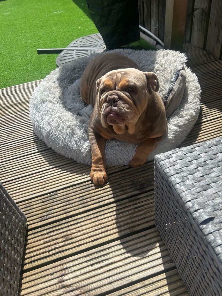 English Bulldog 