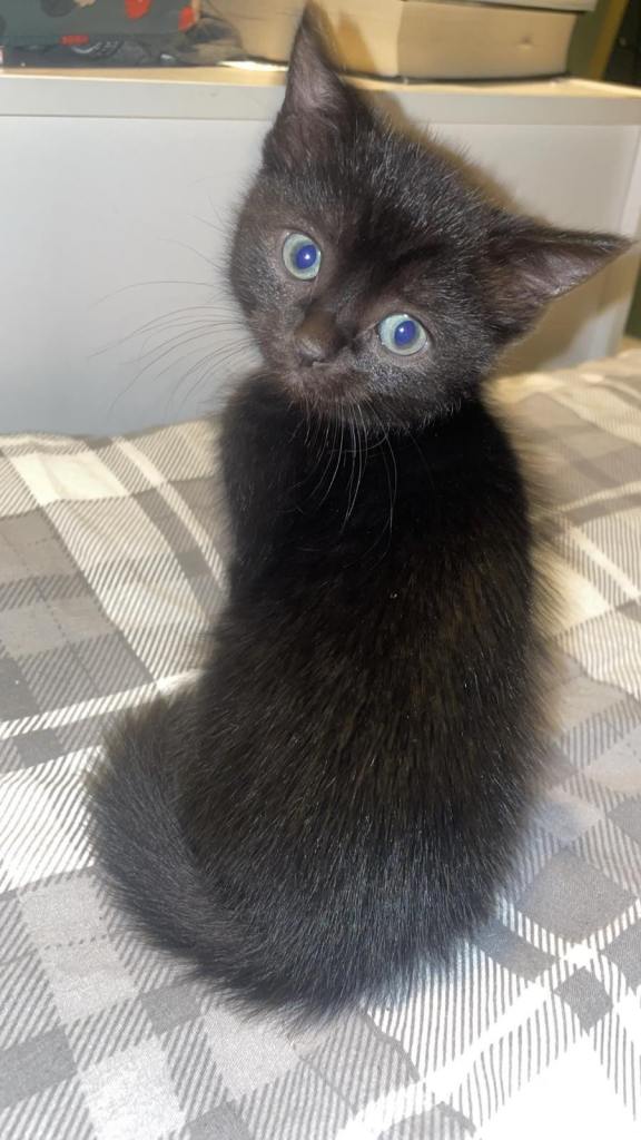 Female Kittens