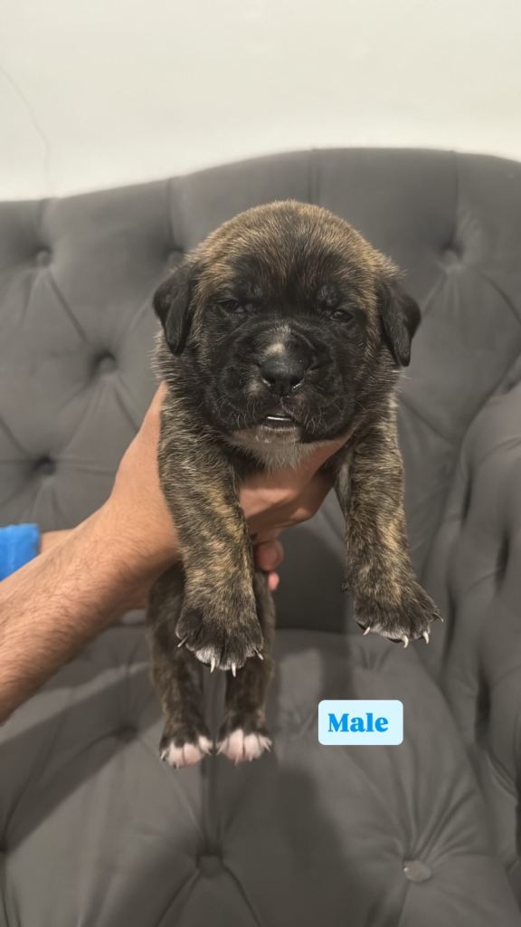 Outstanding Presa Canario puppies
