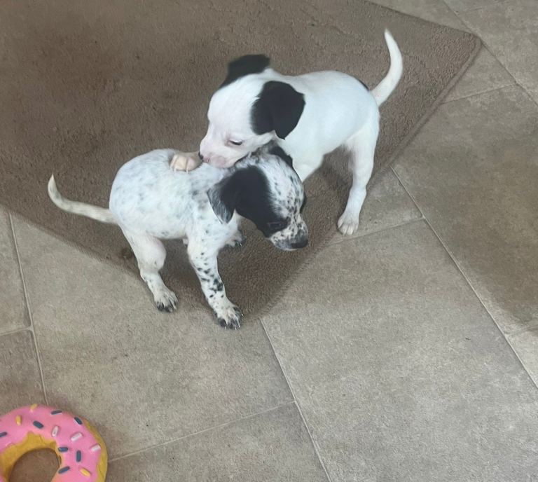 Jack Russell cross Chihuahua